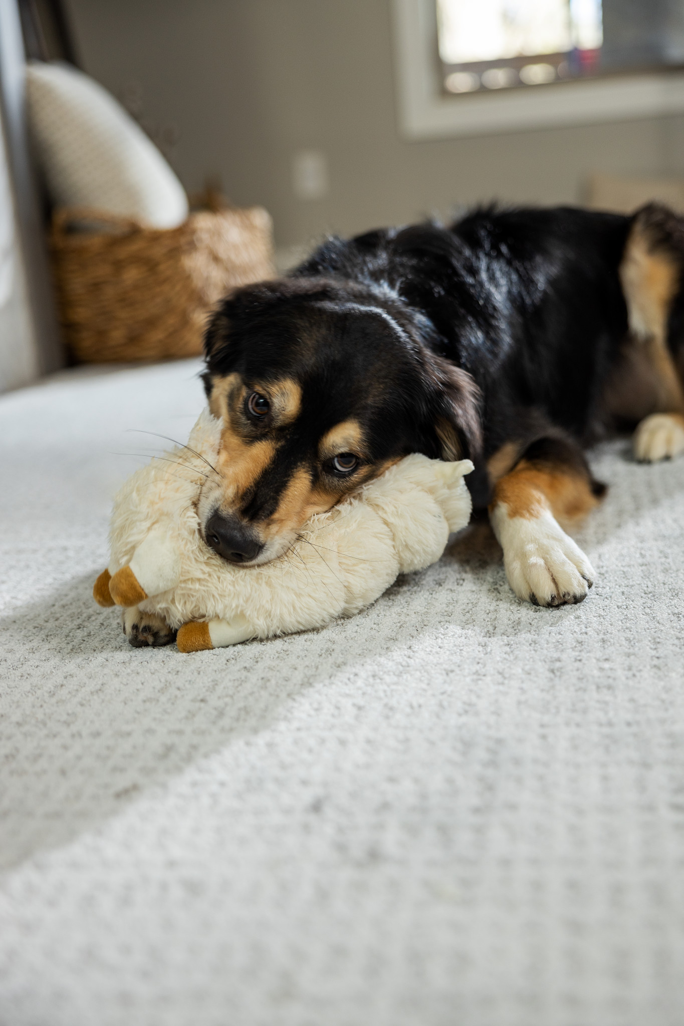 Best Carpet for Pets Shaw Floors